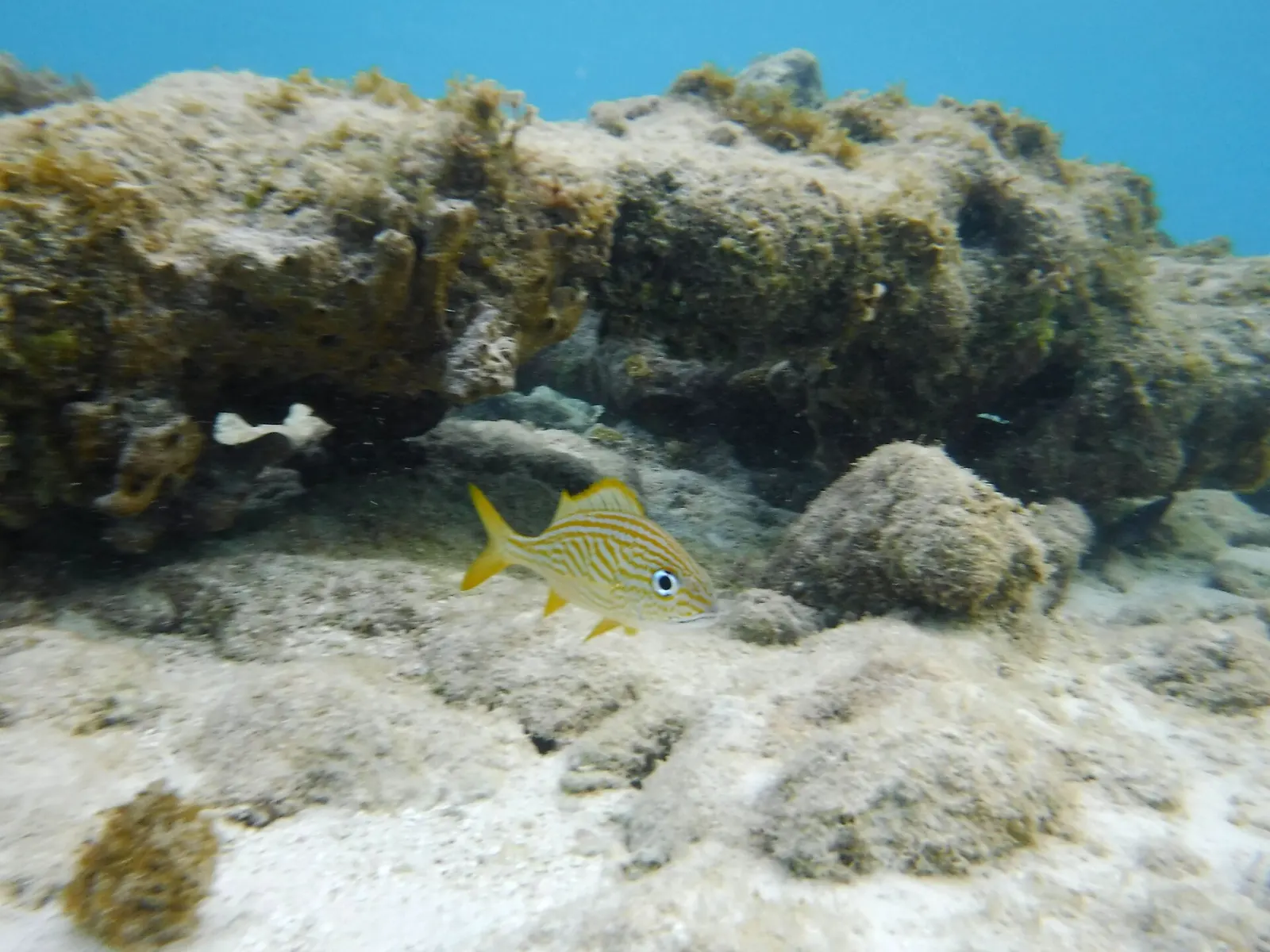 Snorkelling