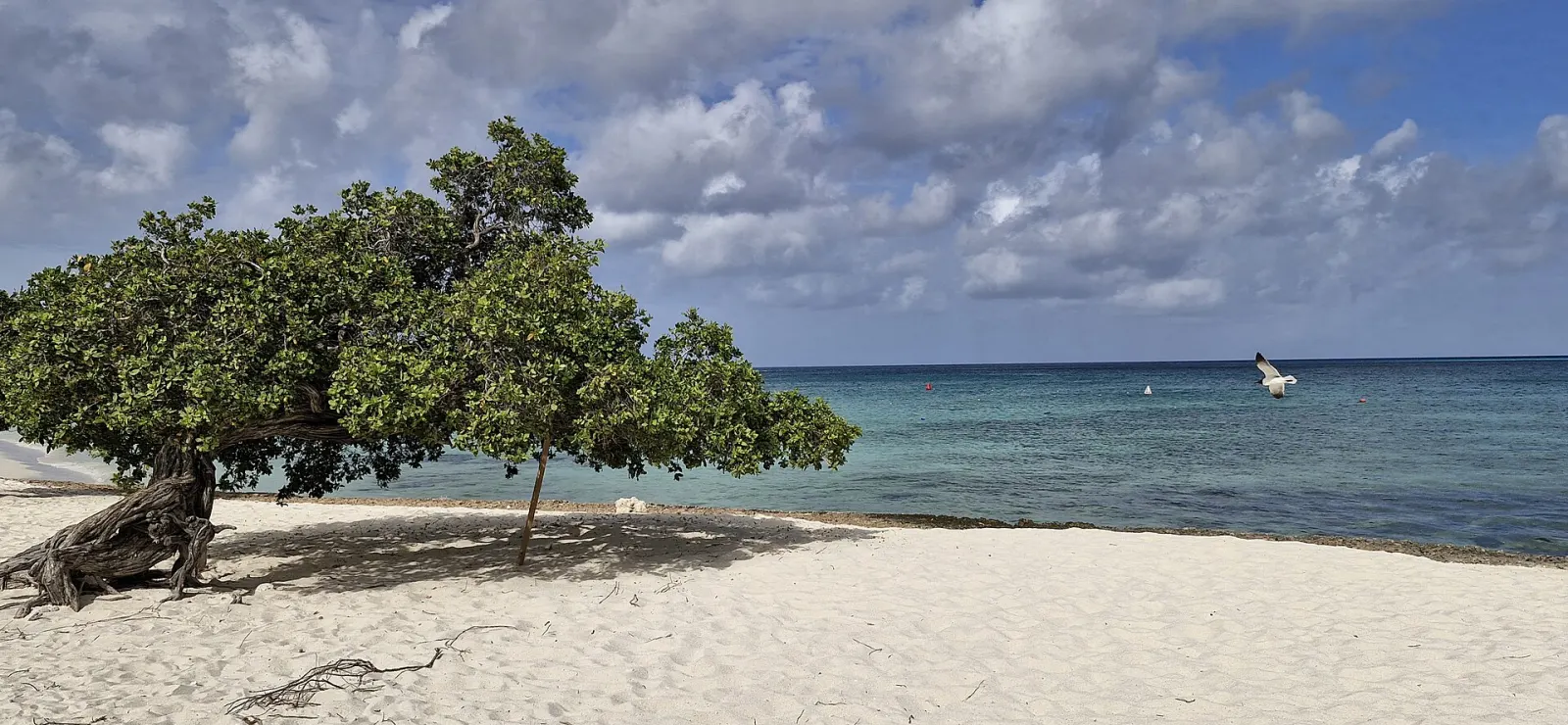 Eagle Beach & Druif
