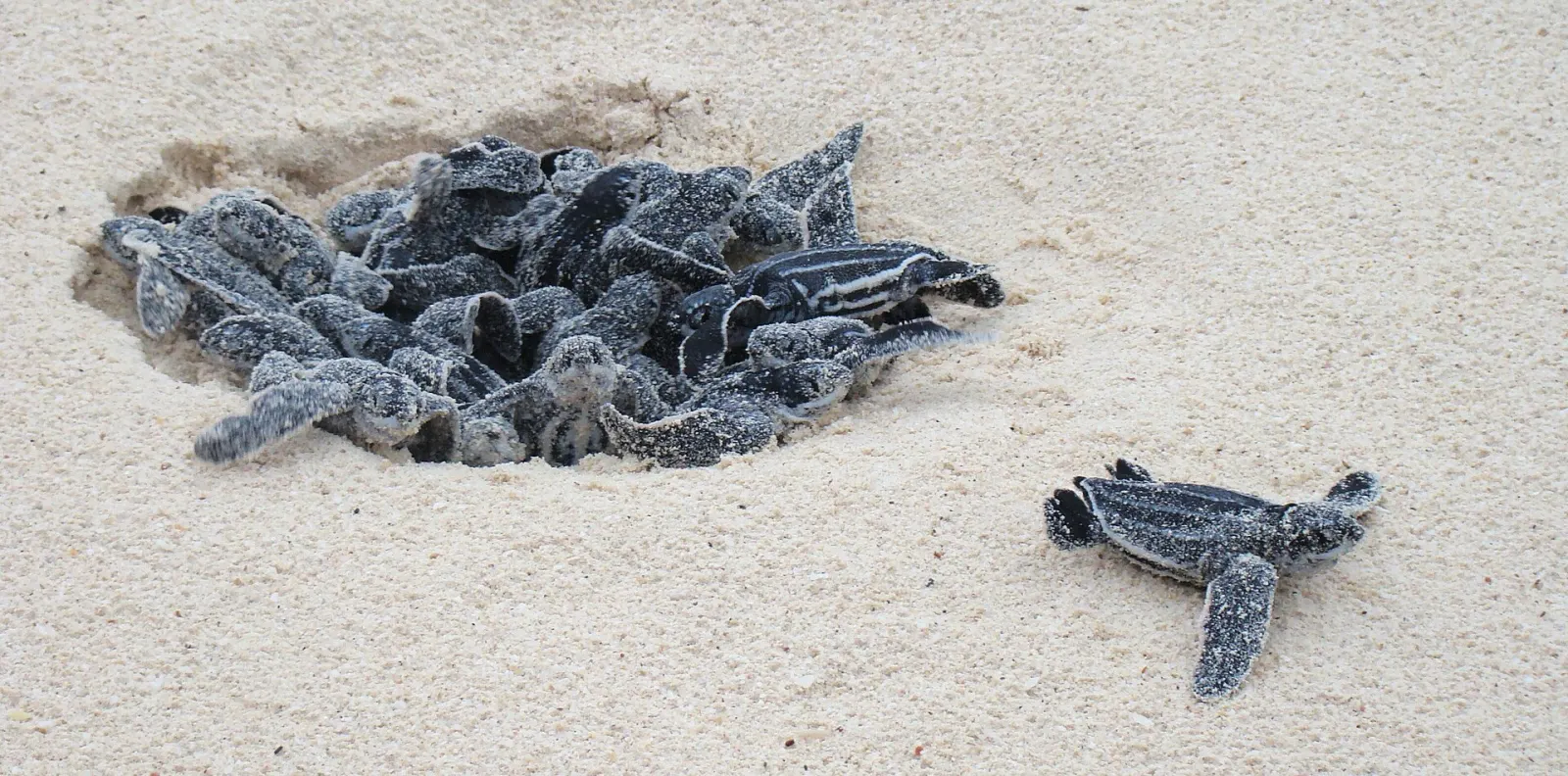 Sea turtles