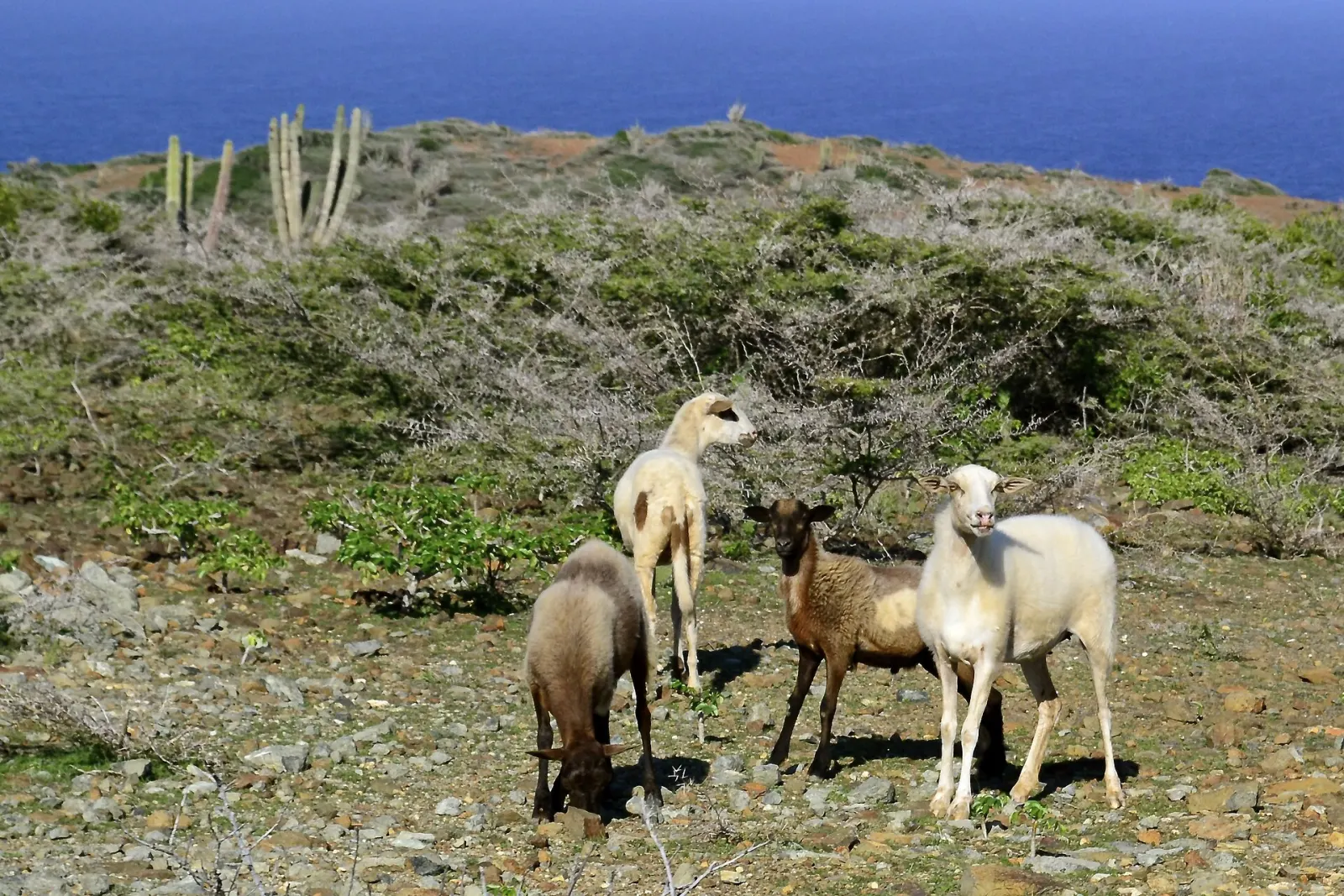 Parque Nacional Arikok