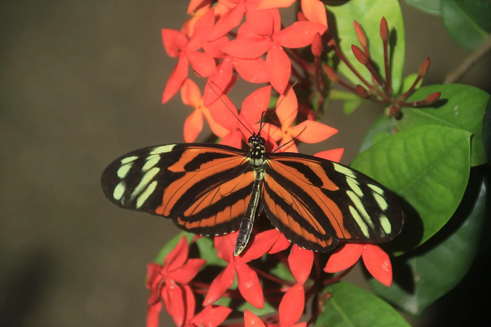 The Butterfly Farm