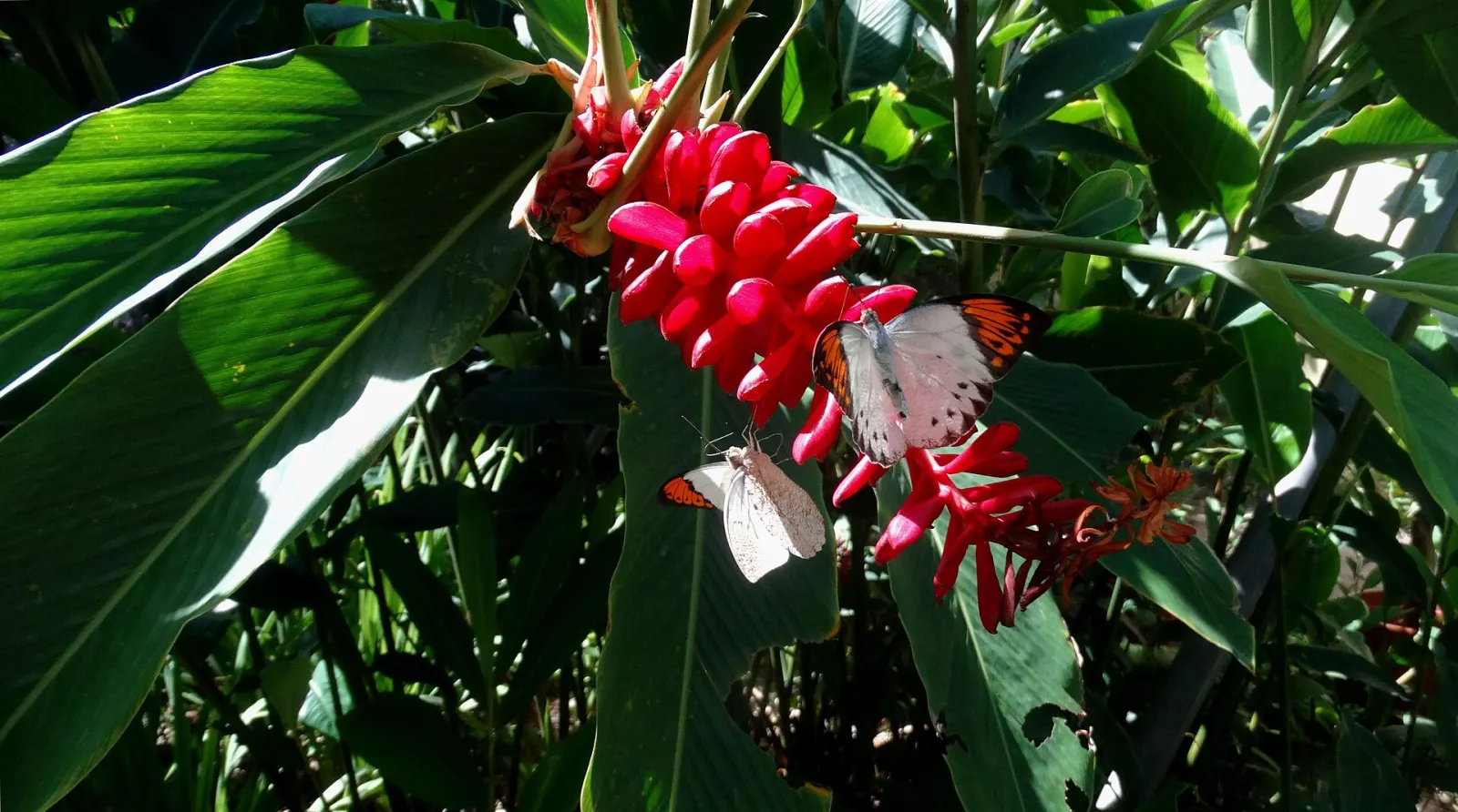 Butterfly Farm (ferme aux papillons)