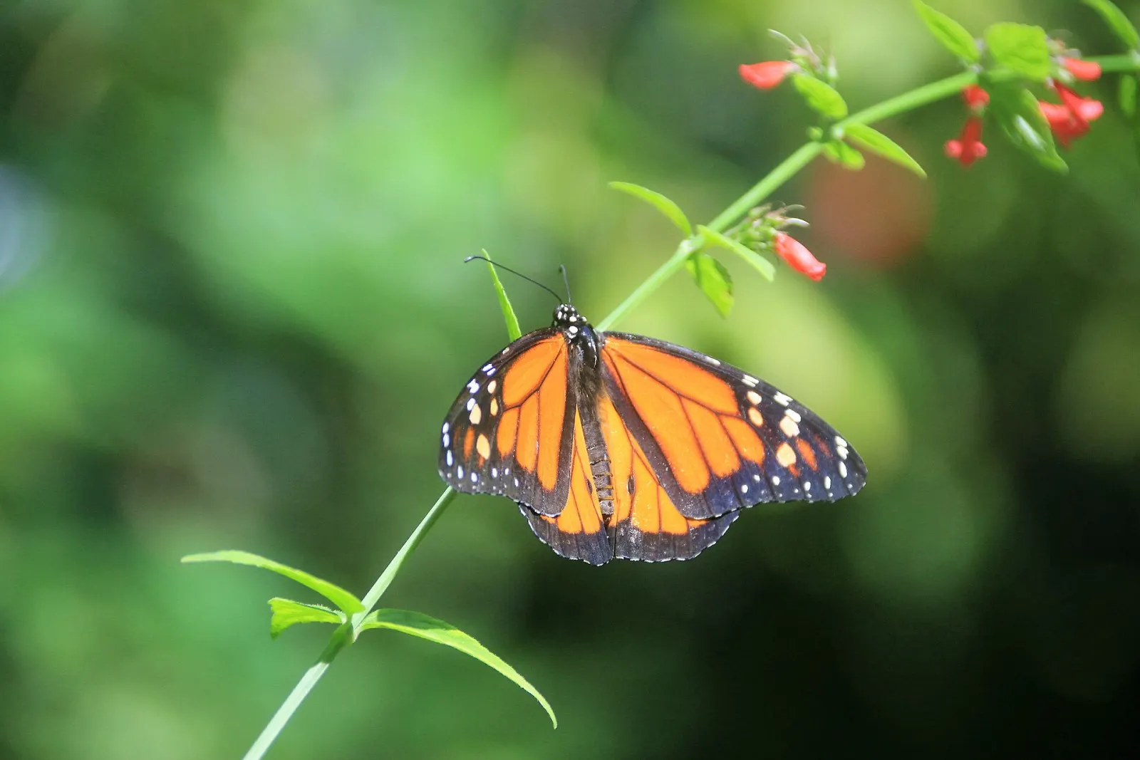 Butterfly Farm (ferme aux papillons)