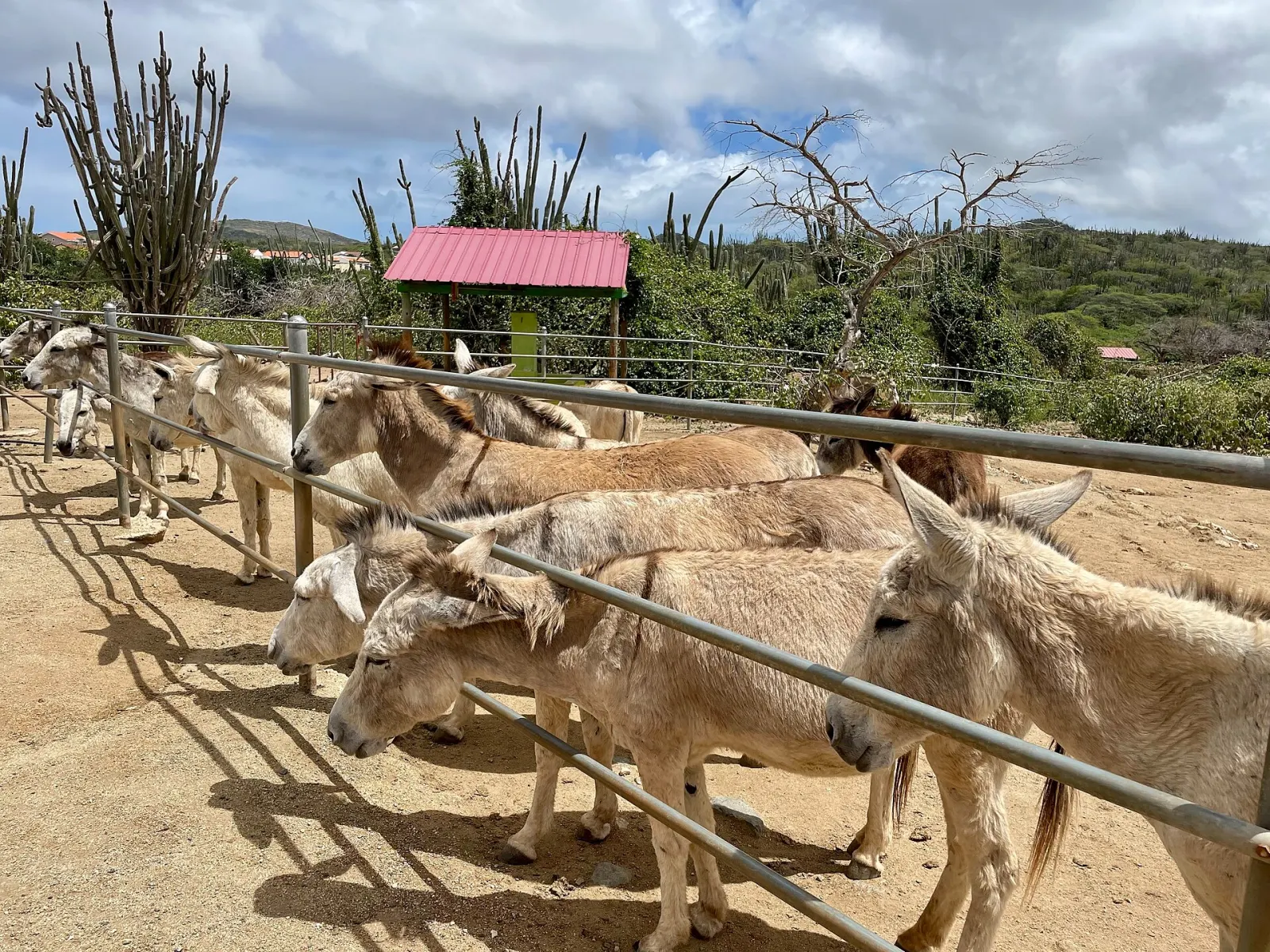 Donkey Sanctuary Aruba